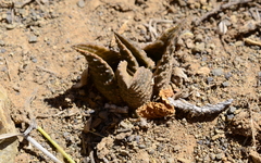 Haworthiopsis tessellata