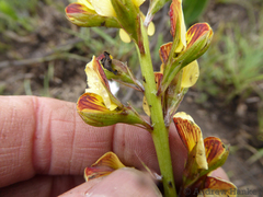 Argyrolobium robustum