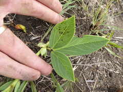 Argyrolobium robustum