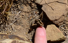 Haworthiopsis tessellata