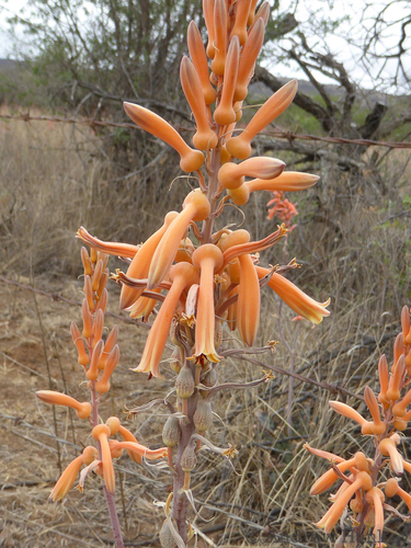 Van Rooyen's Aloe (Aloe vanrooyenii)