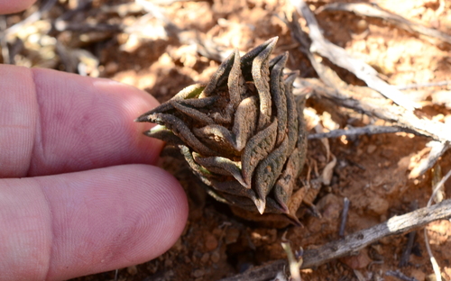 Haworthiopsis nigra (Haw.) G.D.Rowley