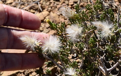 Senecio acutifolius