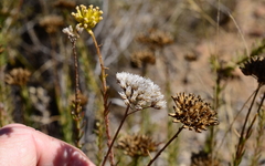 Athanasia microcephala