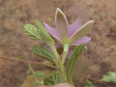 Grewia hispida