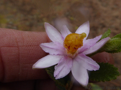 Grewia hispida