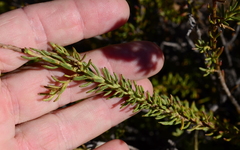Athanasia microcephala