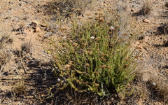 Athanasia microcephala