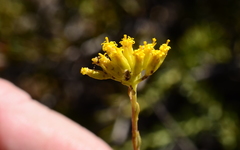 Athanasia microcephala