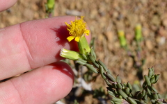 Senecio acutifolius