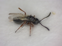 Hymenoptera