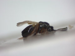 Hymenoptera