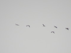 Grus grus