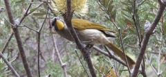 Nesoptilotis flavicollis