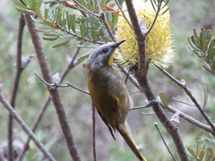 Nesoptilotis flavicollis