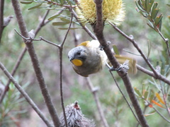 Nesoptilotis flavicollis