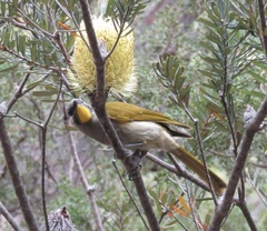 Nesoptilotis flavicollis