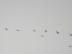 Grus grus