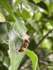 Eristalinus quinquestriatus