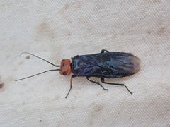 Acantholyda erythrocephala
