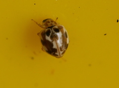 Psyllobora vigintimaculata