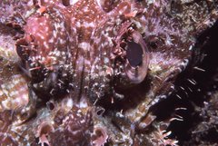 Scorpaena jacksoniensis