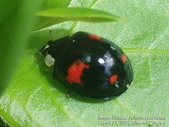 Harmonia axyridis