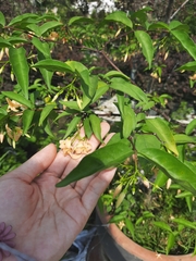 Wrightia religiosa