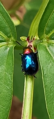Parheminodes pulcher