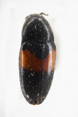 Drapetes mordelloides