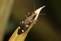 Nascioides enysi