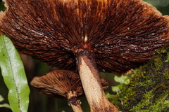 Cyclocybe parasitica