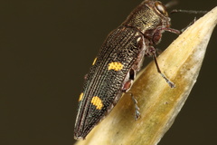 Nascioides enysi