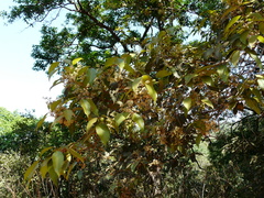 Olea dioica