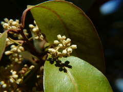 Olea dioica