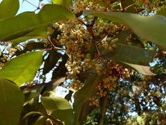 Olea dioica