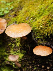 Cyclocybe parasitica