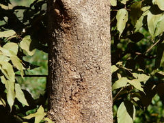 Olea dioica