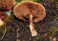 Cyclocybe parasitica