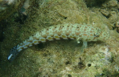 Parapercis millepunctata