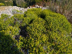 Euphorbia acanthothamnos