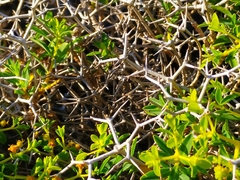 Euphorbia acanthothamnos