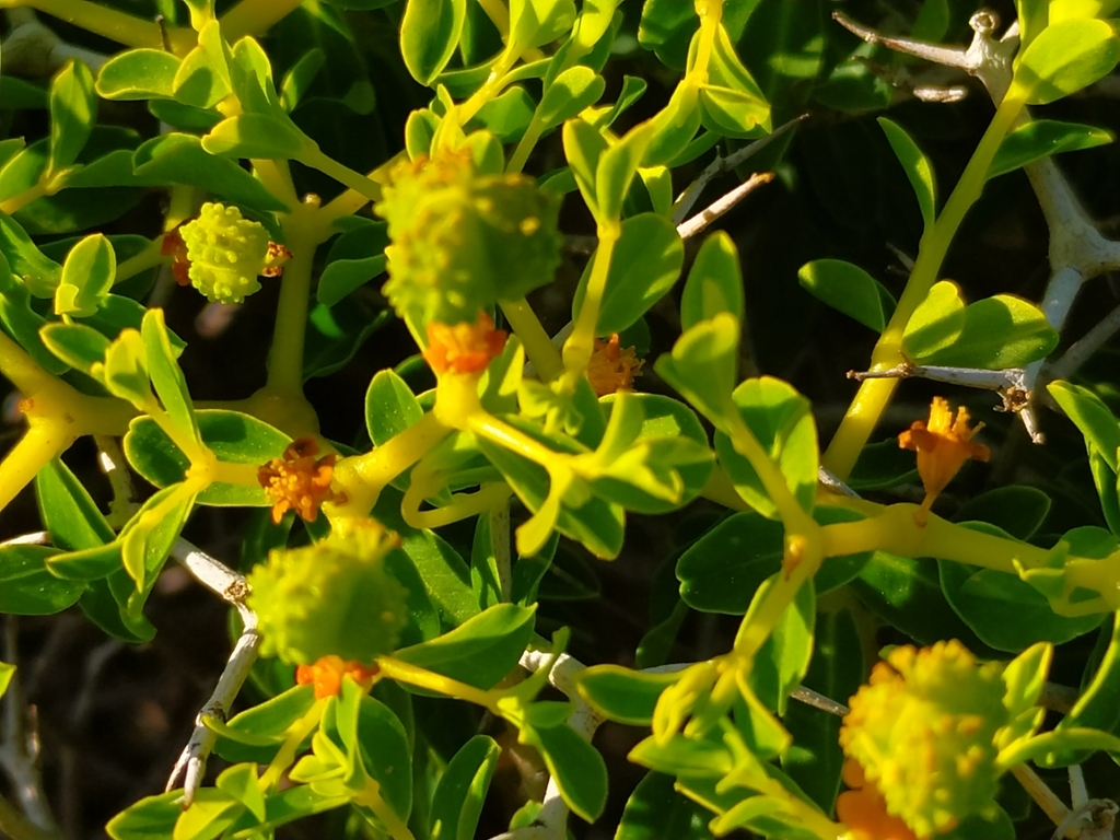 Greek spiny spurge