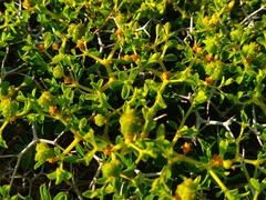 Euphorbia acanthothamnos