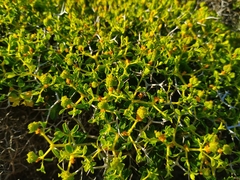 Euphorbia acanthothamnos