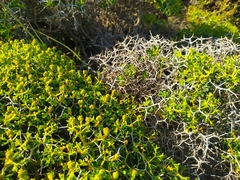 Euphorbia acanthothamnos