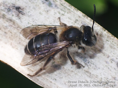 Andrena