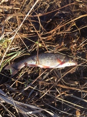 Rhynchocypris percnurus