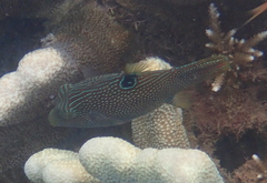 Canthigaster papua