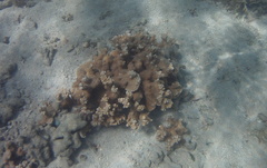 Montipora capitata